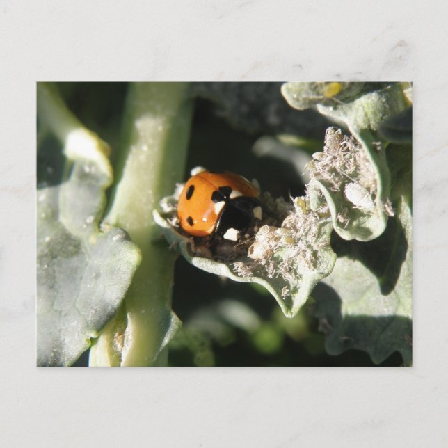 Postal británica 7 Spot ladybug (Anverso)
