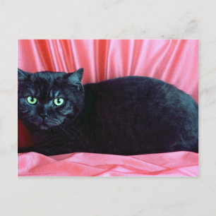 Postal British Shorthair, humo negro
