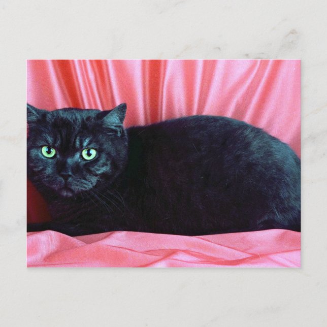 Postal British Shorthair, humo negro (Anverso)