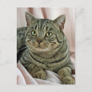 Postal British Shorthair, manchado marrón
