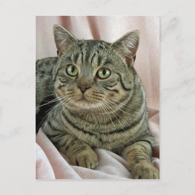 Postal British Shorthair, manchado marrón (Anverso)