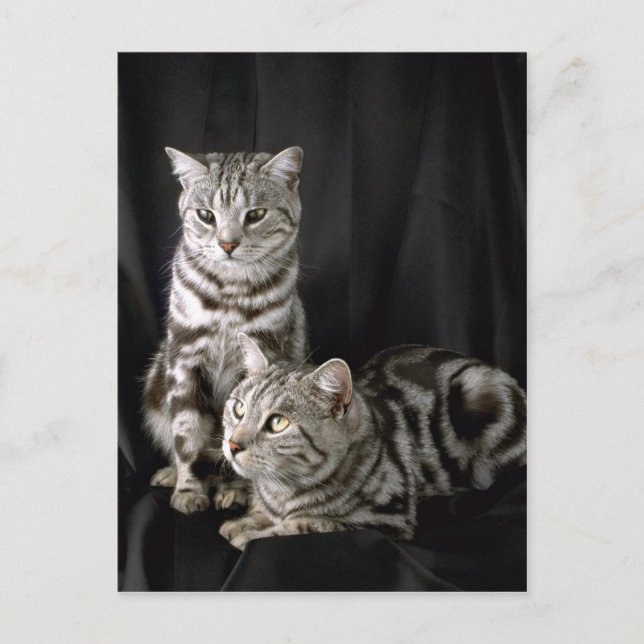 Postal British Shorthair, tabby plateado (Anverso)