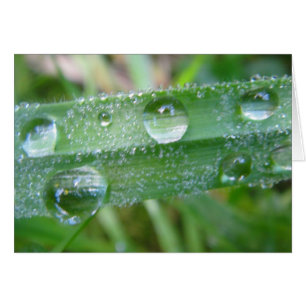 Postal brizna de hierba con Wassertropfen, en