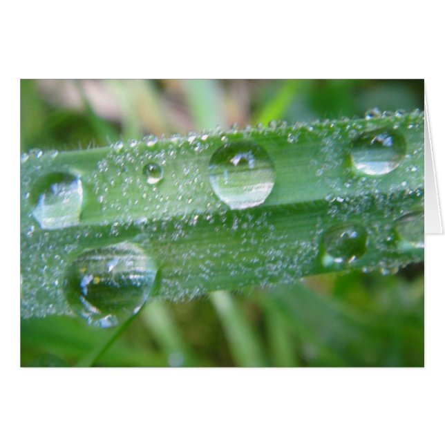 Postal brizna de hierba con Wassertropfen, en (Anverso (Horizontal))