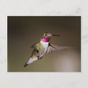 Postal Broad masculino - colibrí