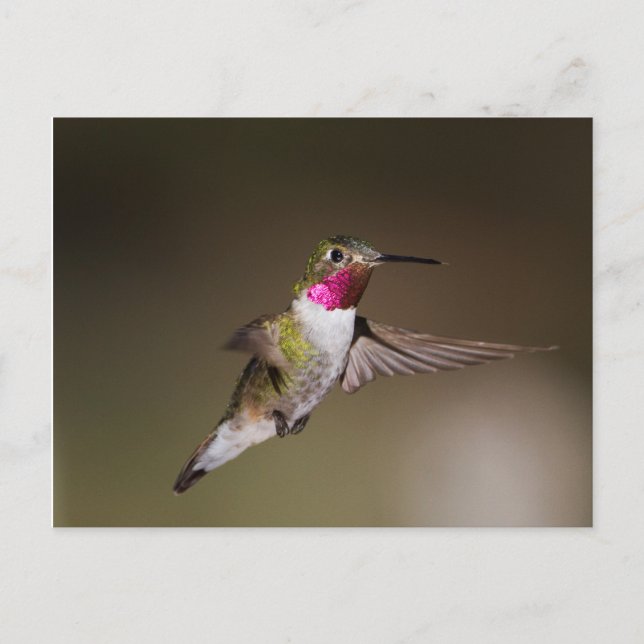 Postal Broad masculino - colibrí (Anverso)