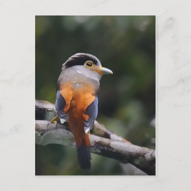 Postal Broadbill Silver Bret (Anverso)