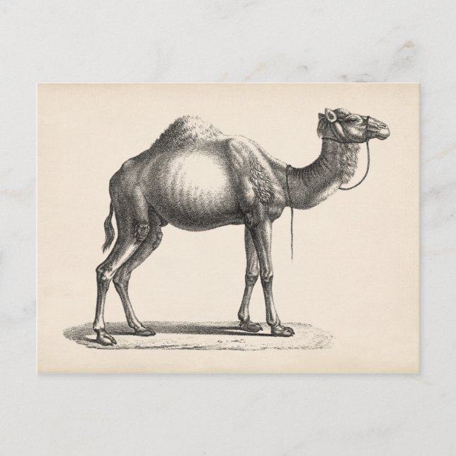 Postal Brodtmann Dromedary Camel Sketch (Anverso)