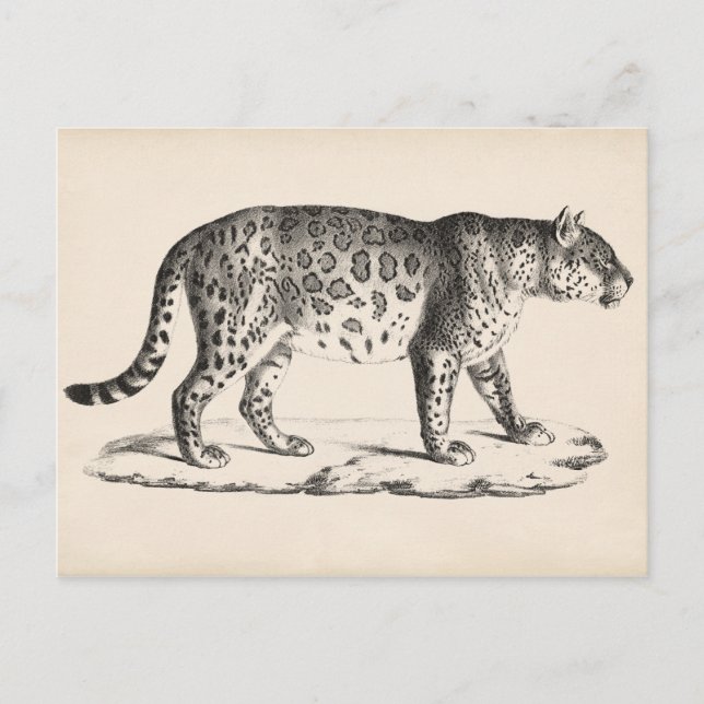 Postal Brodtmann Leopard Sketch (Anverso)