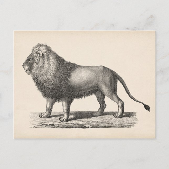 Postal Brodtmann Lion Sketch (Anverso)