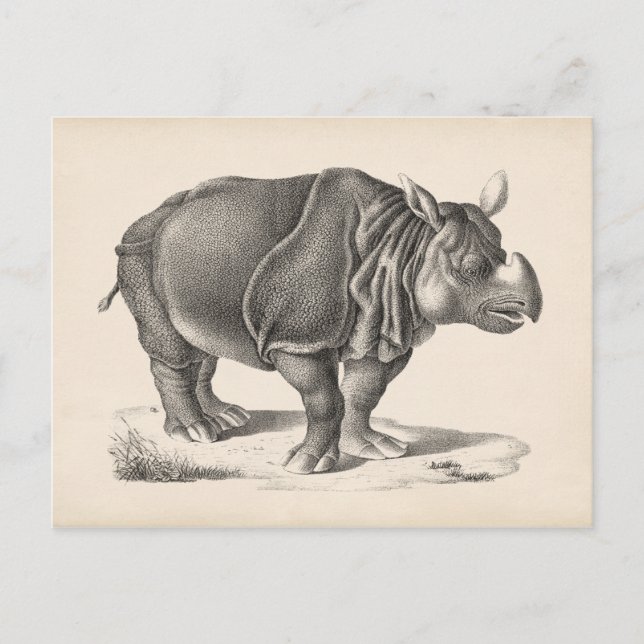 Postal Brodtmann Rhinoceros Sketch (Anverso)