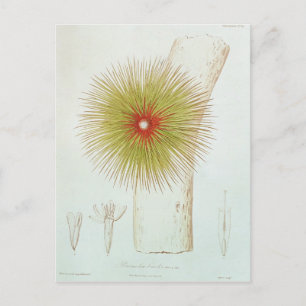 Postal Bromelia encontrada en los Andes