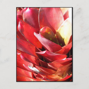 Postal Bromeliad
