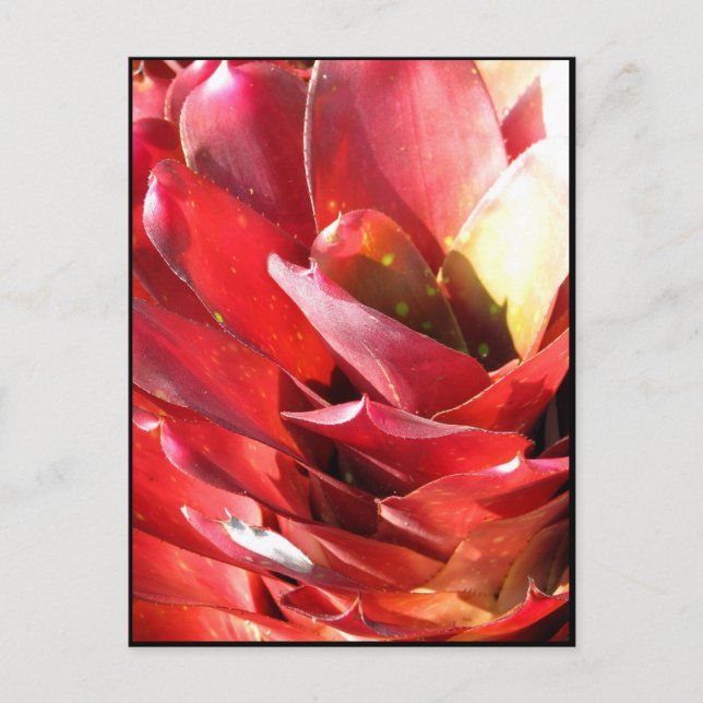 Postal Bromeliad (Anverso)