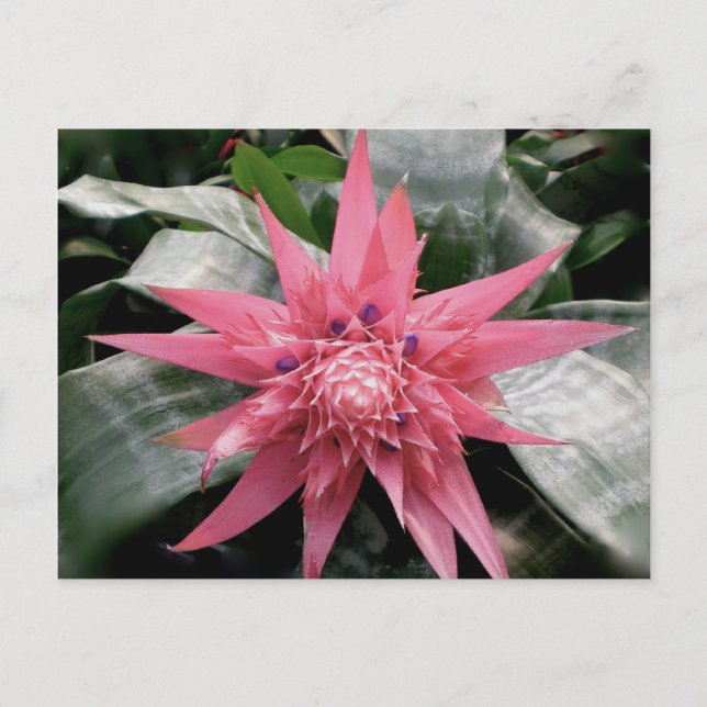 Postal Bromeliad abigarrado rosado (Anverso)