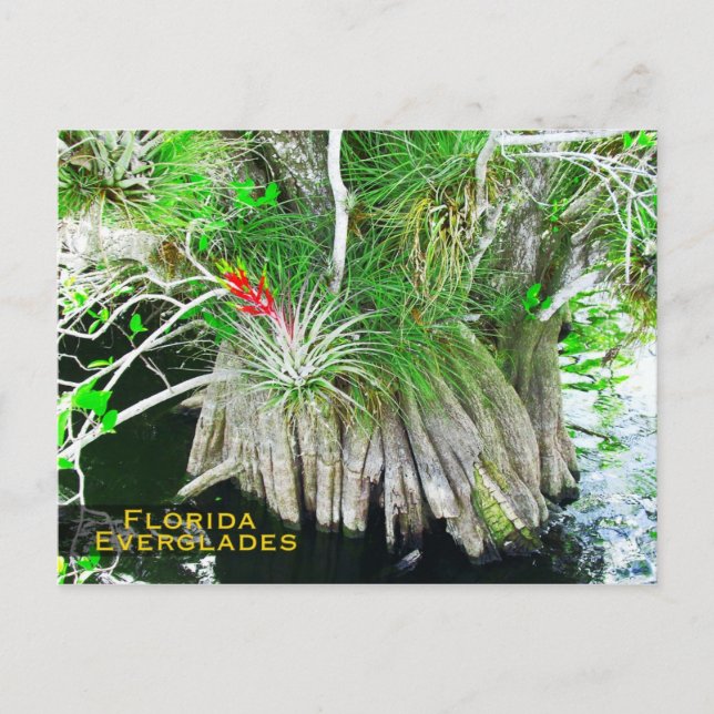 Postal Bromeliad en el Manglar, Everglades de Florida (Anverso)