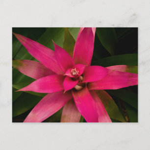 Postal Bromeliad en flor