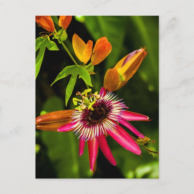 Postal Bromeliad Roja colgante (Anverso)