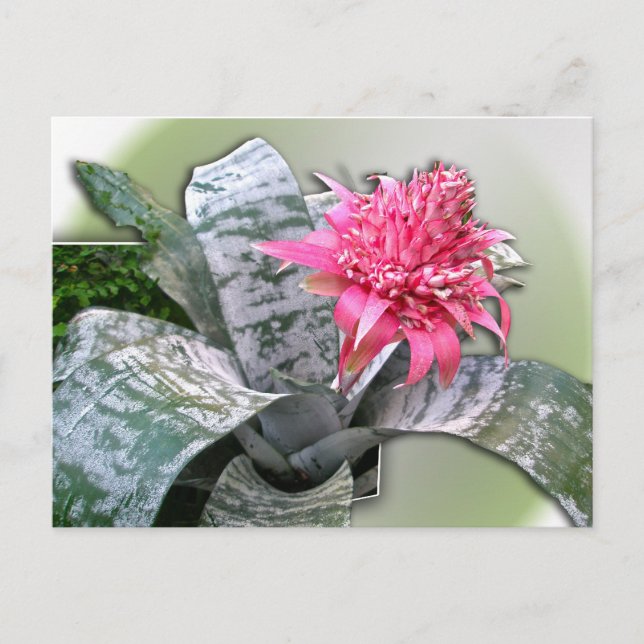 Postal Bromelida florida rosa (Anverso)