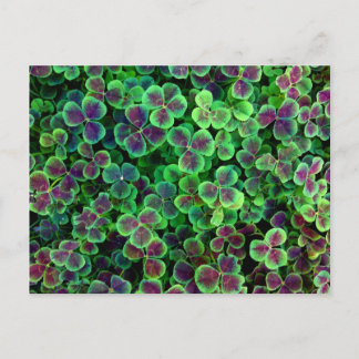 POSTAL BRONZE DUTCH CLOVER