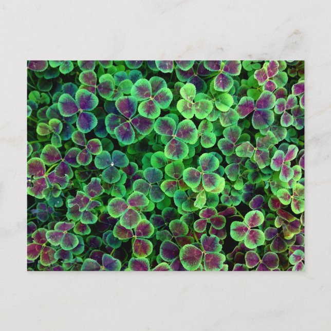 POSTAL BRONZE DUTCH CLOVER (Anverso)