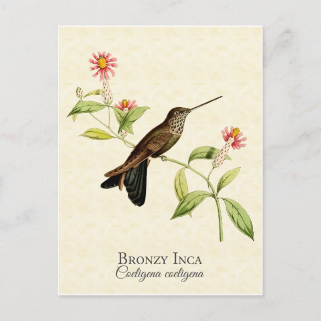 Postal Bronzy Inca Hummingbird Vintage Art (Anverso)