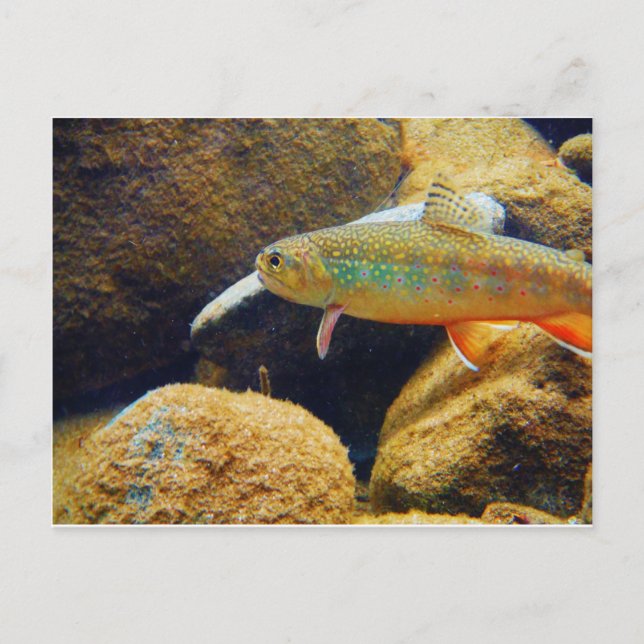 Postal Brook Trout (Anverso)