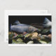 Postal Brook Trout (Anverso / Reverso)