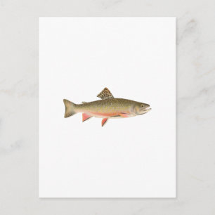 Postal Brook Trout Art