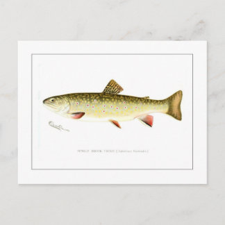 Postal Brook Trout femenino