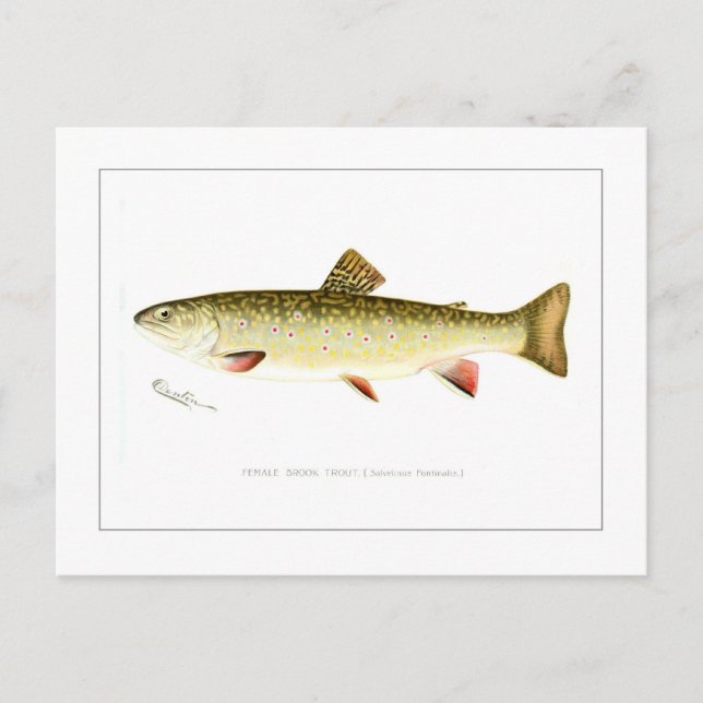 Postal Brook Trout femenino (Anverso)
