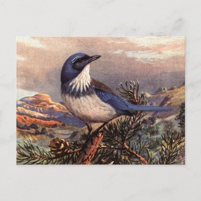 Postal Brooks-Western Scrub-Jay (Anverso)