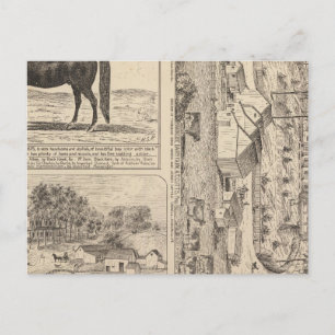 Postal Brookside Dairy Farm