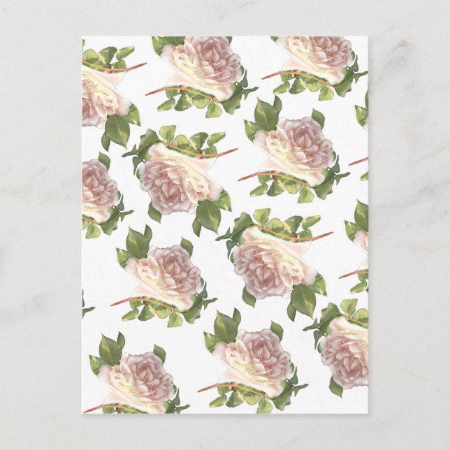 Postal brote blanco rosa blanco y suave (Anverso)
