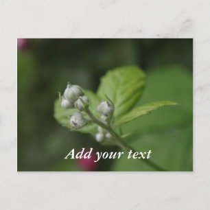 Postal brotes de flores de frambuesa salvajes de verano