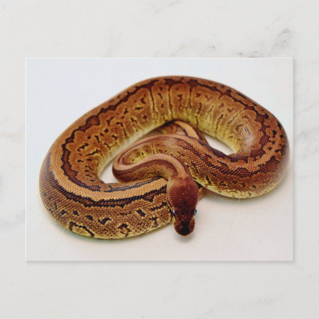 Postal Brown Ball Python (Anverso)