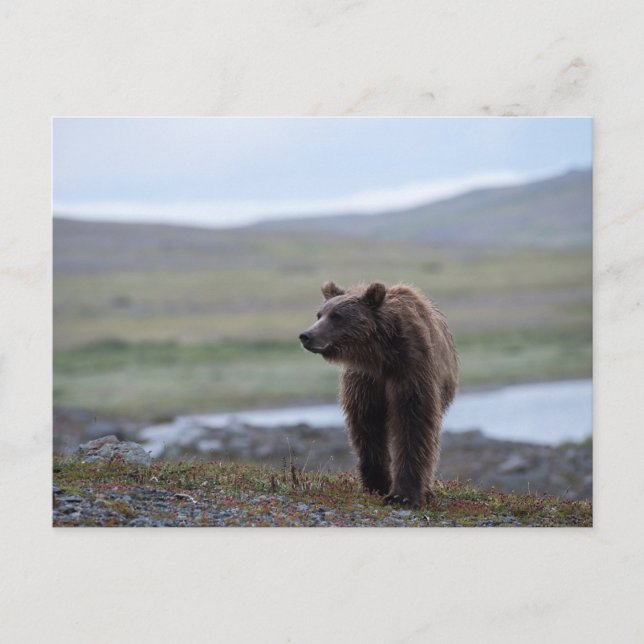 Postal Brown Bear at the Katmai Preserve (Anverso)