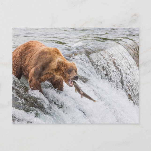 Postal Brown Bear Catches Red Salmon (Anverso)