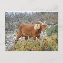 Postal Brown manchó la cabra