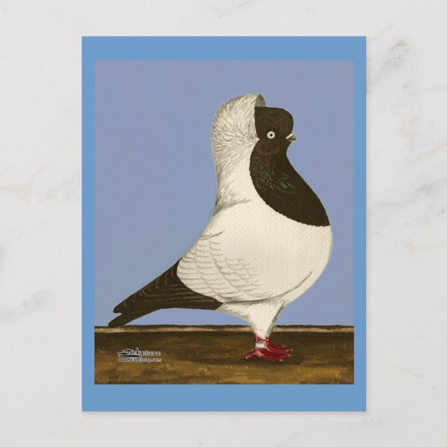 Postal Brown Nun Pigeon (Anverso)
