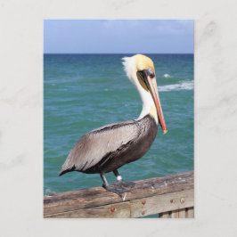 Postal Brown Pelican