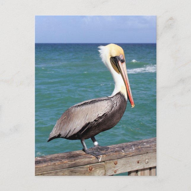 Postal Brown Pelican (Anverso)