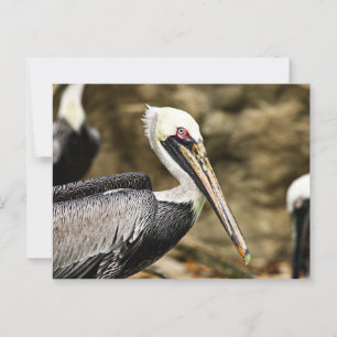 Postal Brown Pelican