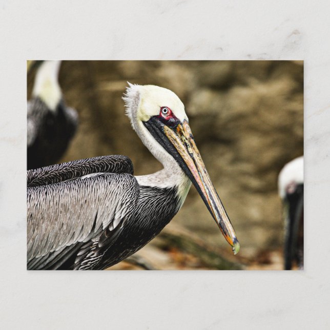 Postal Brown Pelican (Anverso)