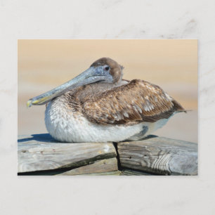 Postal Brown Pelican