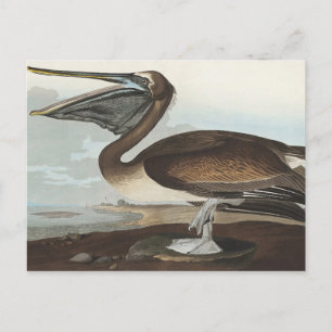 Postal Brown Pelican de Aves de América