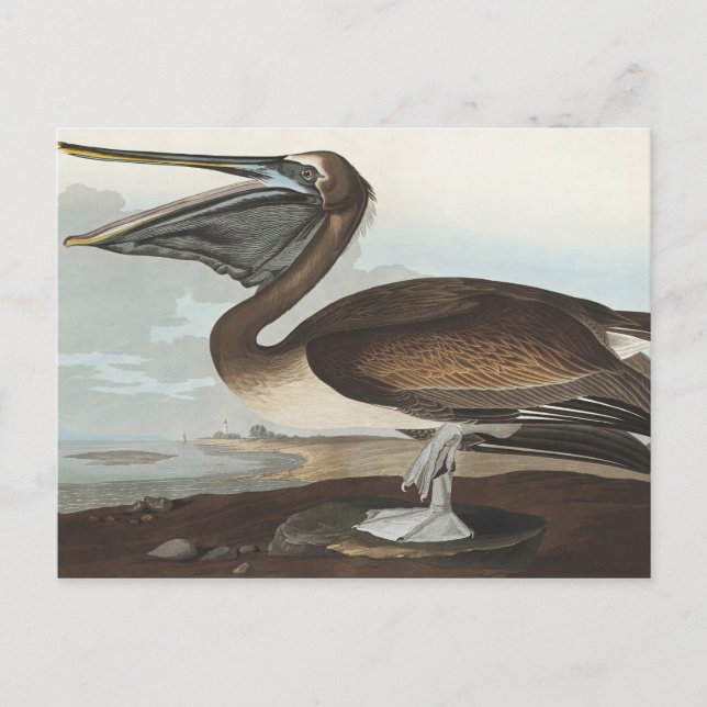 Postal Brown Pelican de Aves de América (Anverso)