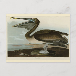 Postal Brown Pelican de los pájaros de América de Audubon
