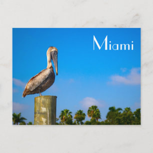 Postal Brown Pelican en Miami - Postcard