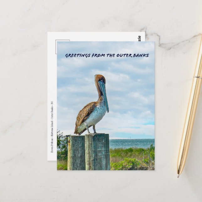 Postal Brown Pelican Outer Banks NC Postcard (Anverso/Reverso In Situ)